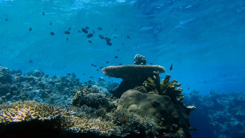 there is a underwater view of a large coral