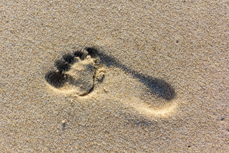 a sandy area with an animal footprints next to it