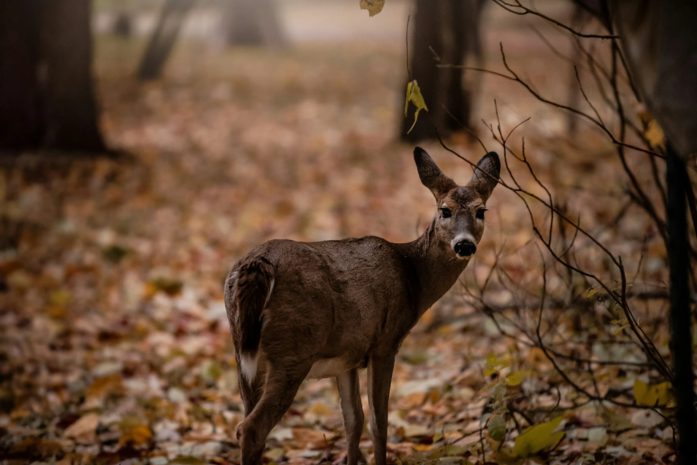 a deer that is standing in the leaves