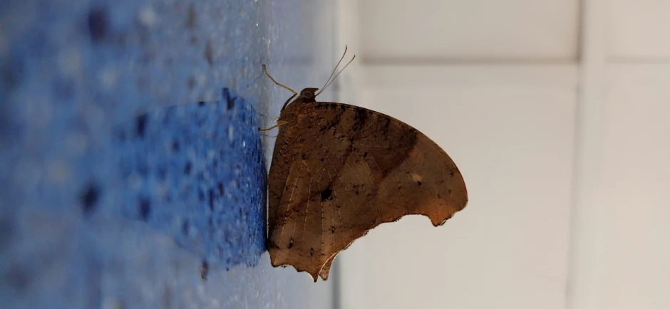 a erfly sitting on a piece of blue and white tile