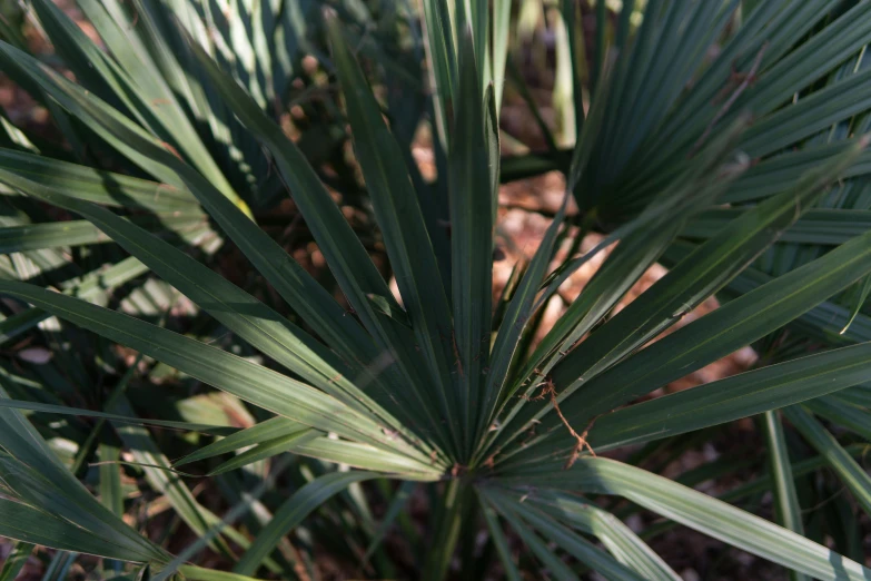 the leaves of a palm tree in a field