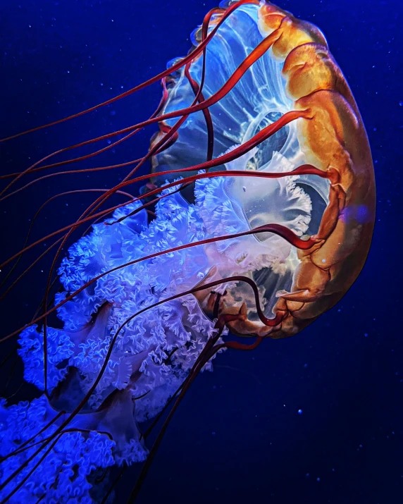 a blue and red jellyfish swimming in the water