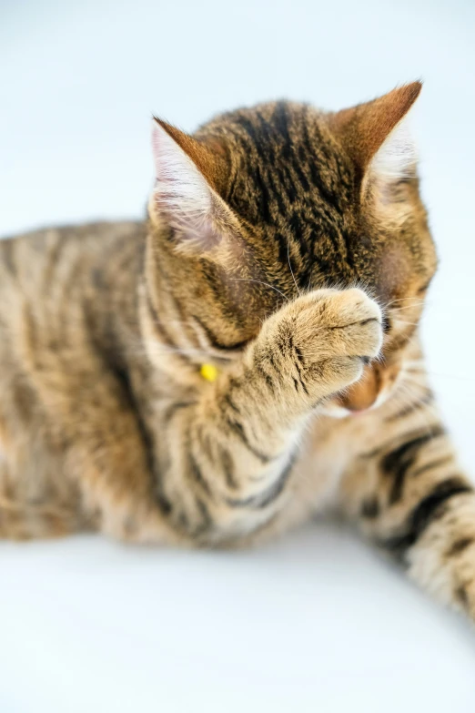 a small brown tabby cat rubbing its paw against the camera