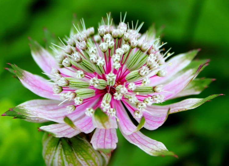 the flowers are beginning to blossom in this garden