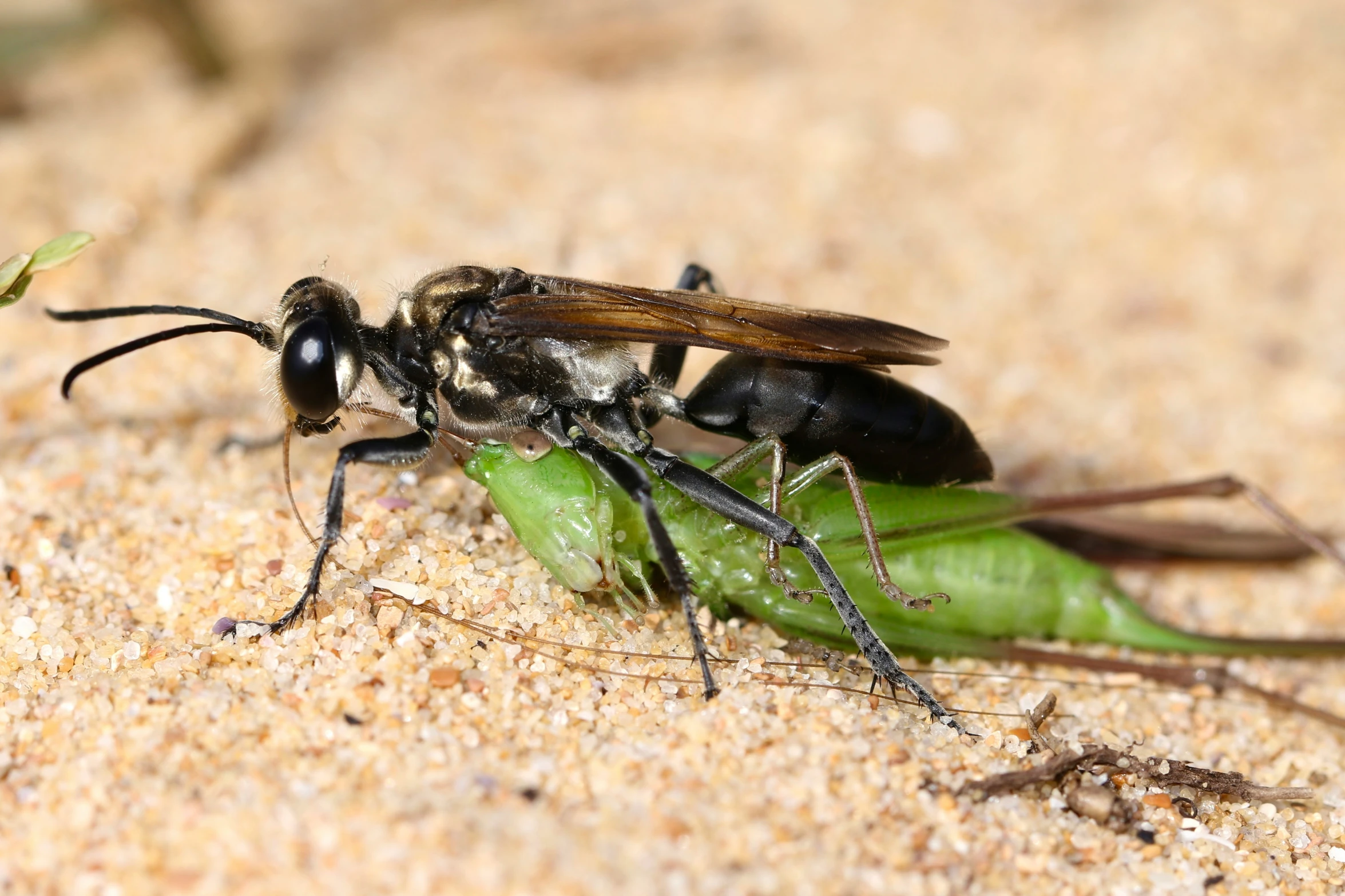 two bees with antennae sitting on a leaf