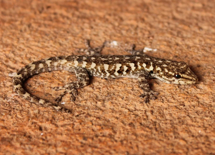 a spotted gecko laying on the ground in the sun