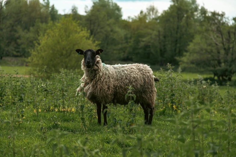 a sheep standing in a grassy field next to trees