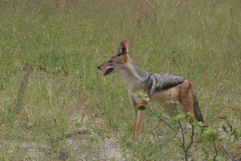 a very cute little dog standing in some tall grass