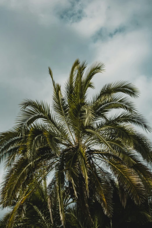 palm trees are in silhouette against an overcast sky