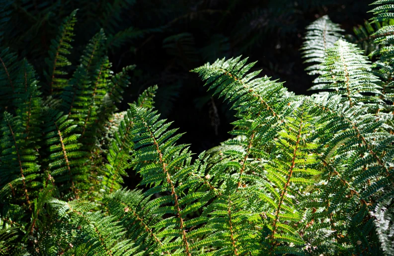 some green leaves are by some very tall trees