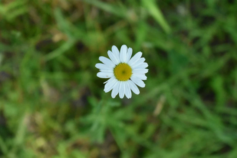 a close up of a single daisy flower