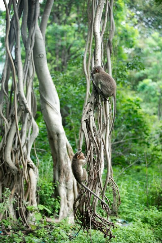 a couple of animals standing on top of some tall trees