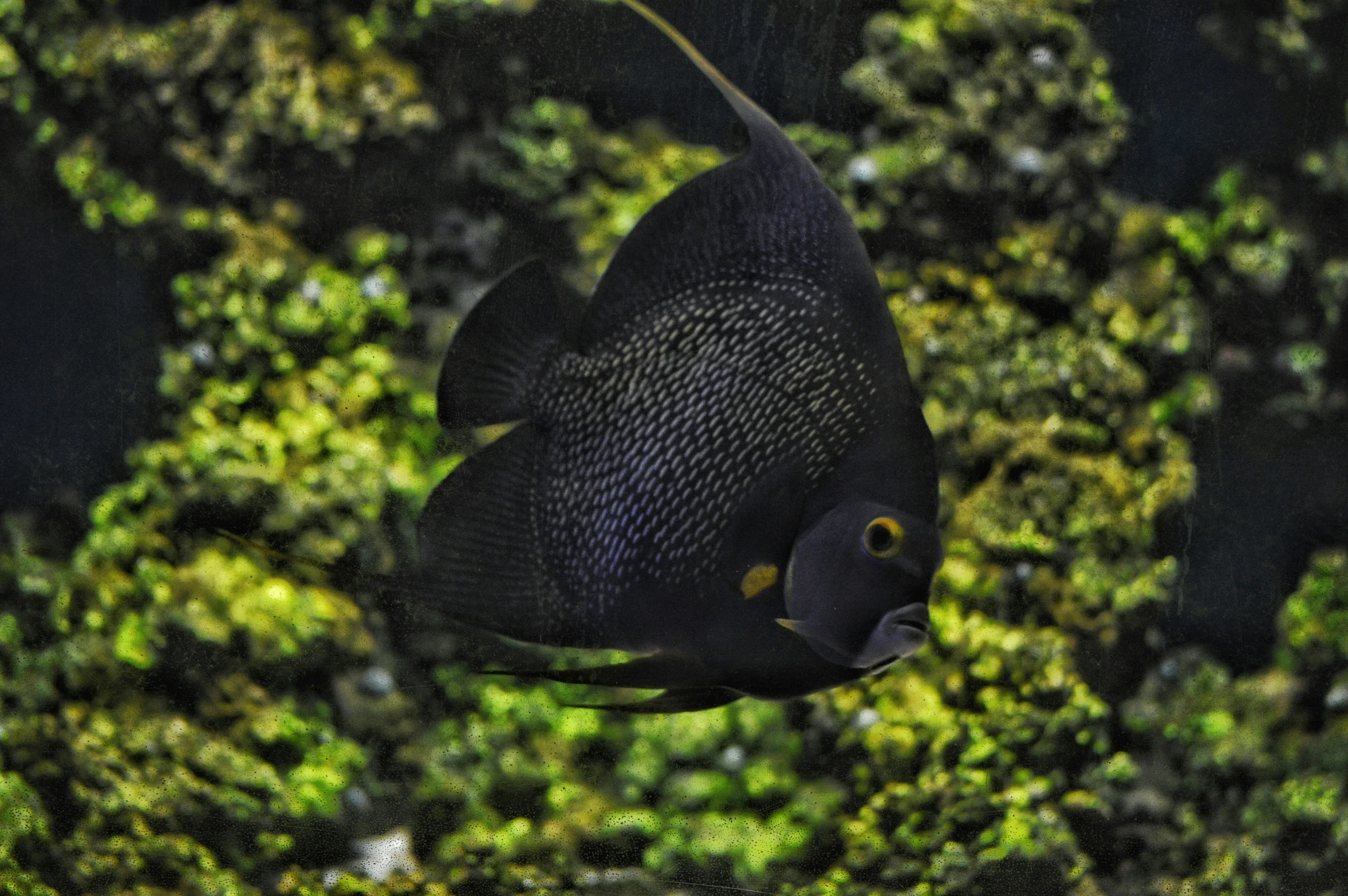 a fish swimming in some water near some vegetation