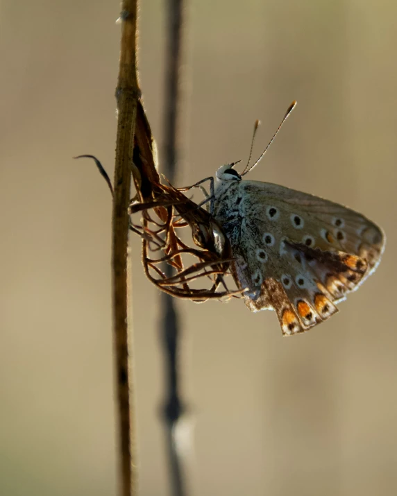 erfly on plant with brown and white patterns