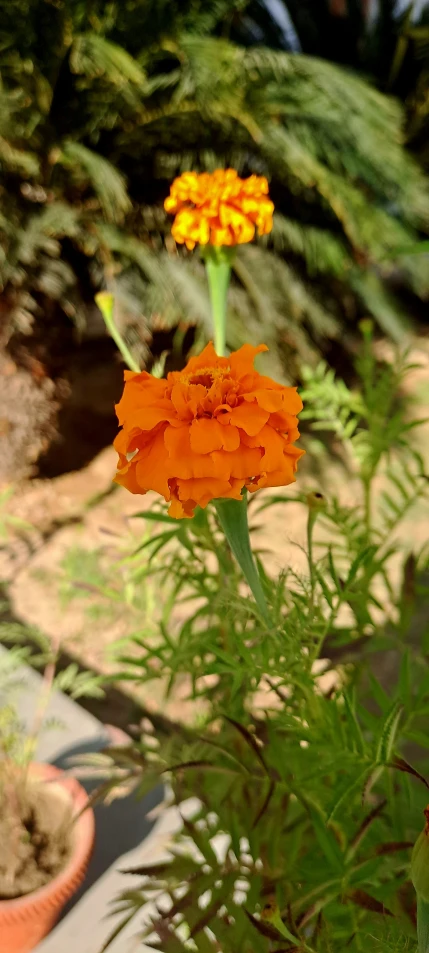 a close up of a flower on a vase