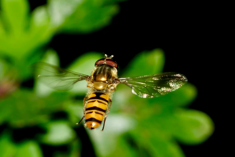 two brown hovers flying towards each other in the air