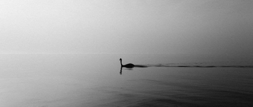 a lone bird on a body of water