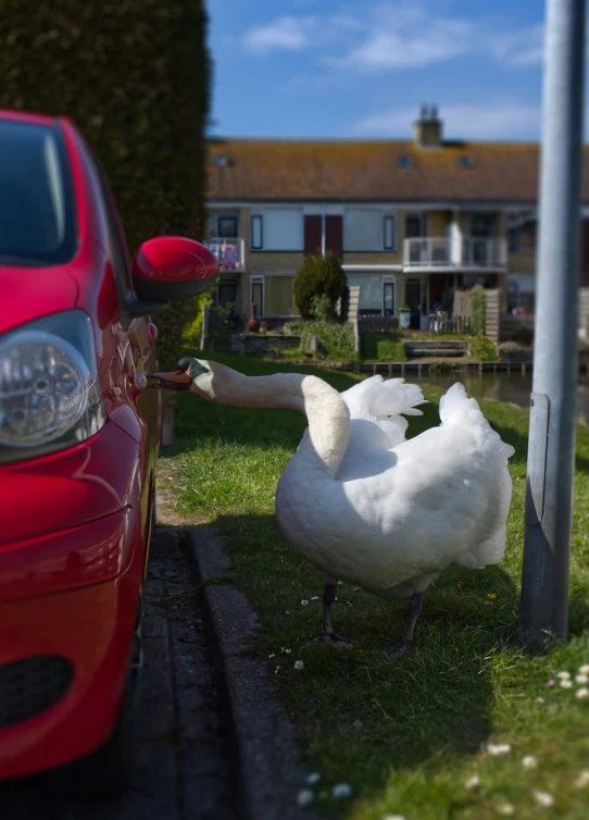 a bird standing next to a red car