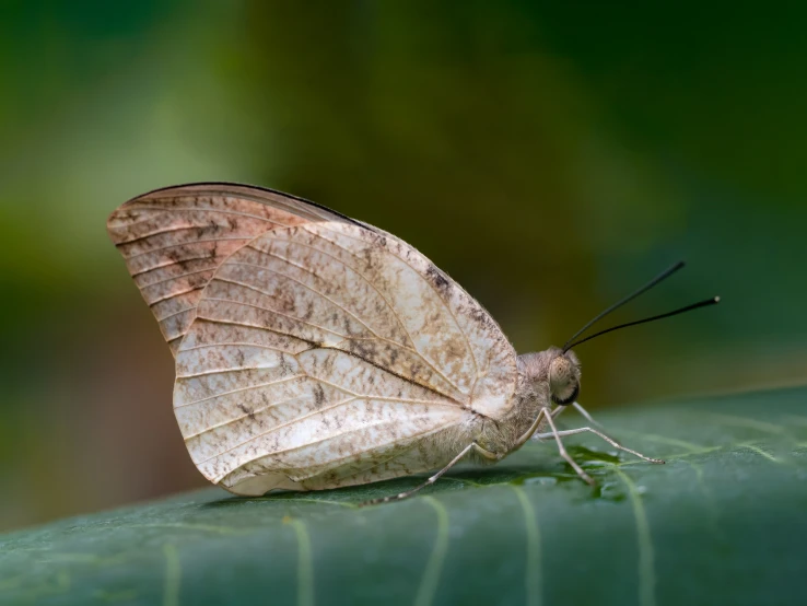 a large erfly resting on a leaf while looking out into the distance