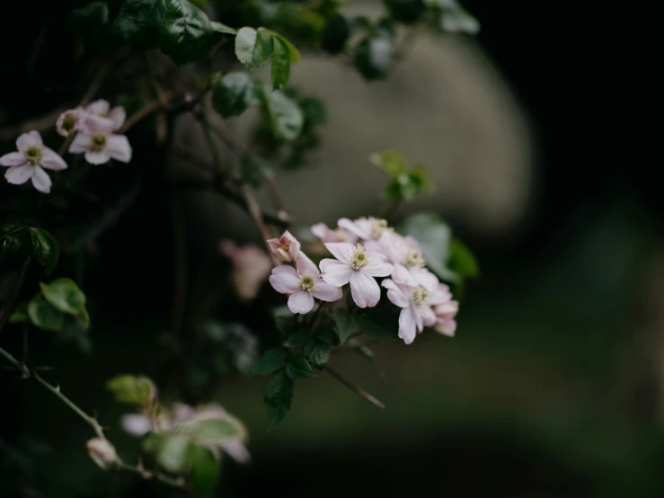 a bush with white and pink flowers in bloom