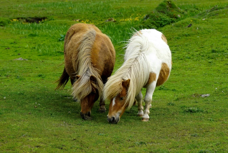 two animals that are in the grass together