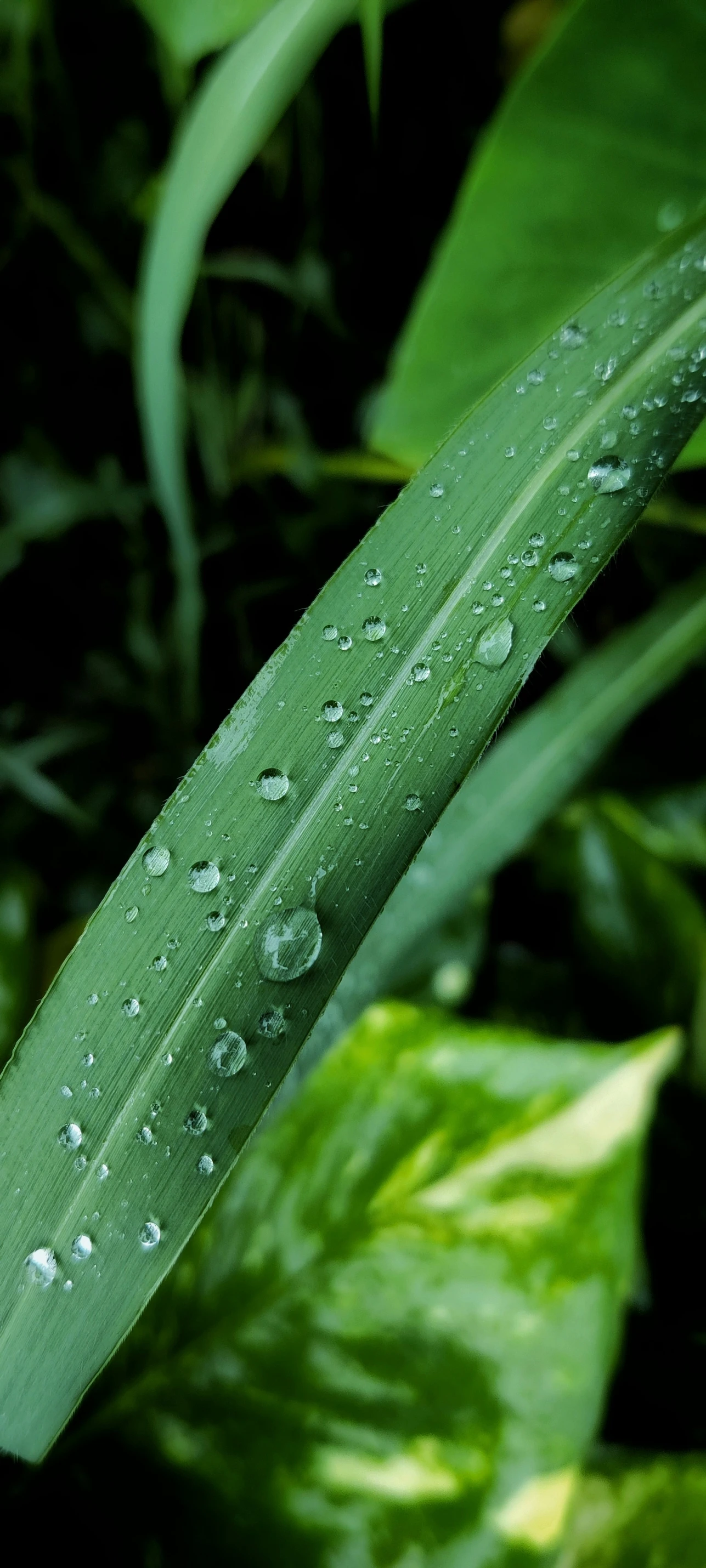 a green leaf with water droplets hanging on it