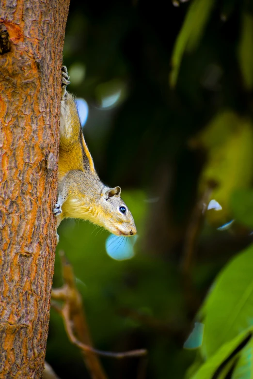 a squirrel is hiding in a tree nch