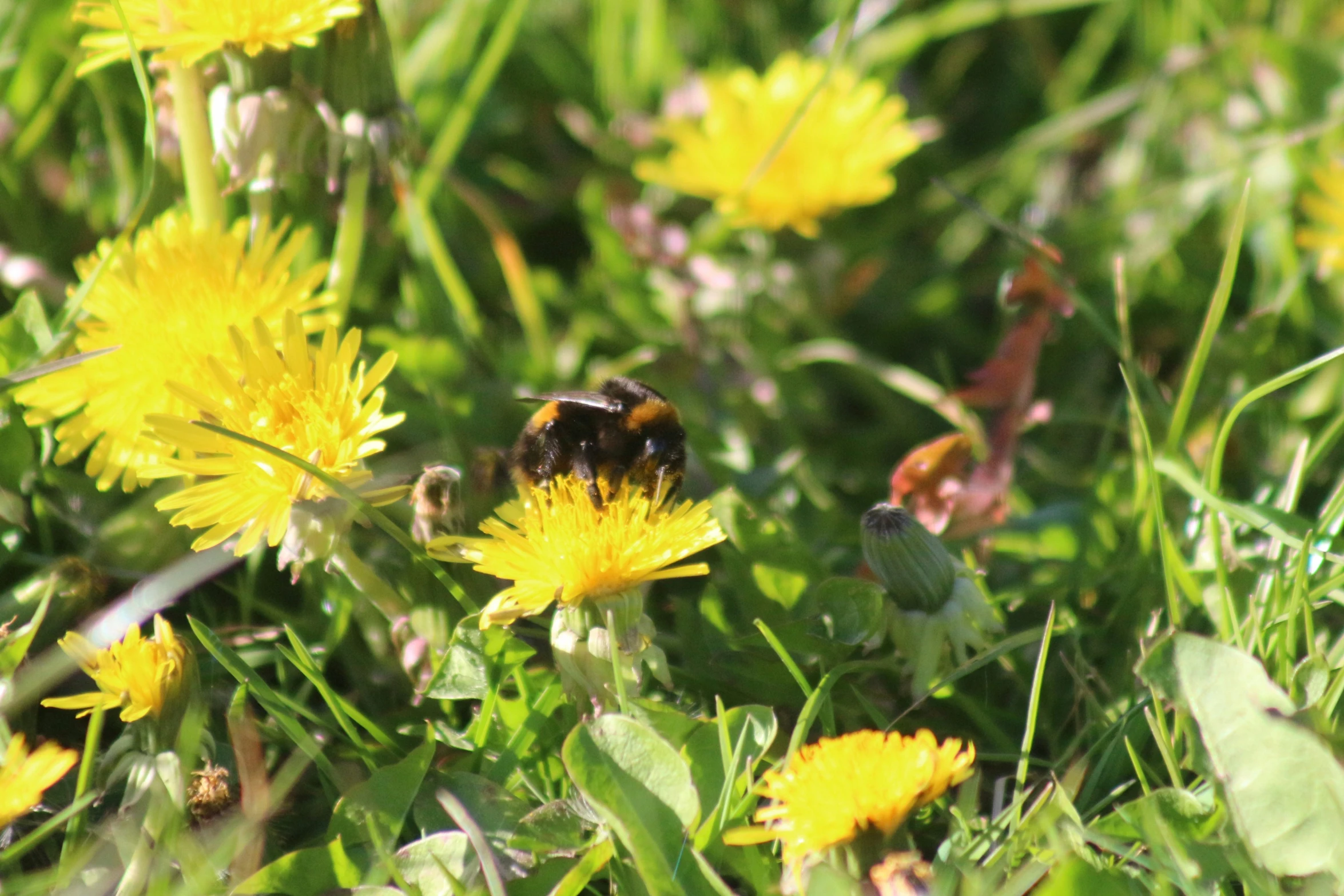 a bee is eating nectar from a dandelion flower