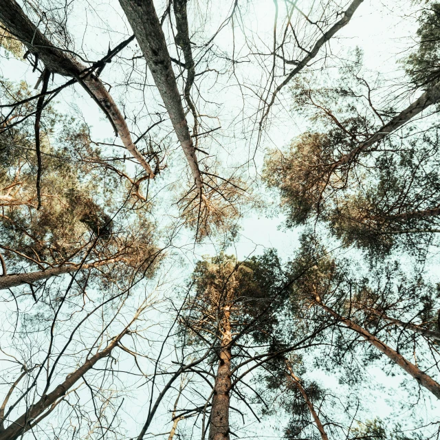 many trees have grown and have their leaves