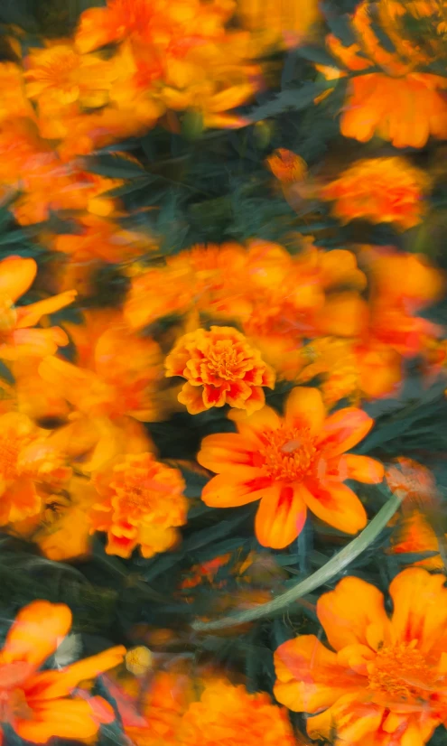 the sun shining through the petals of a flower