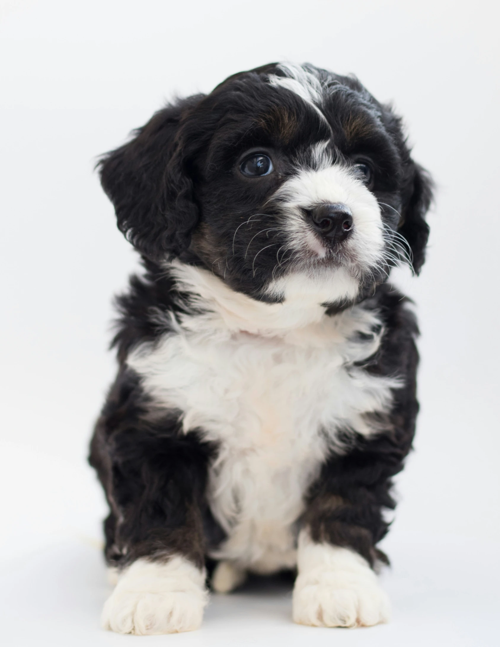 a close up of a small dog on a white background