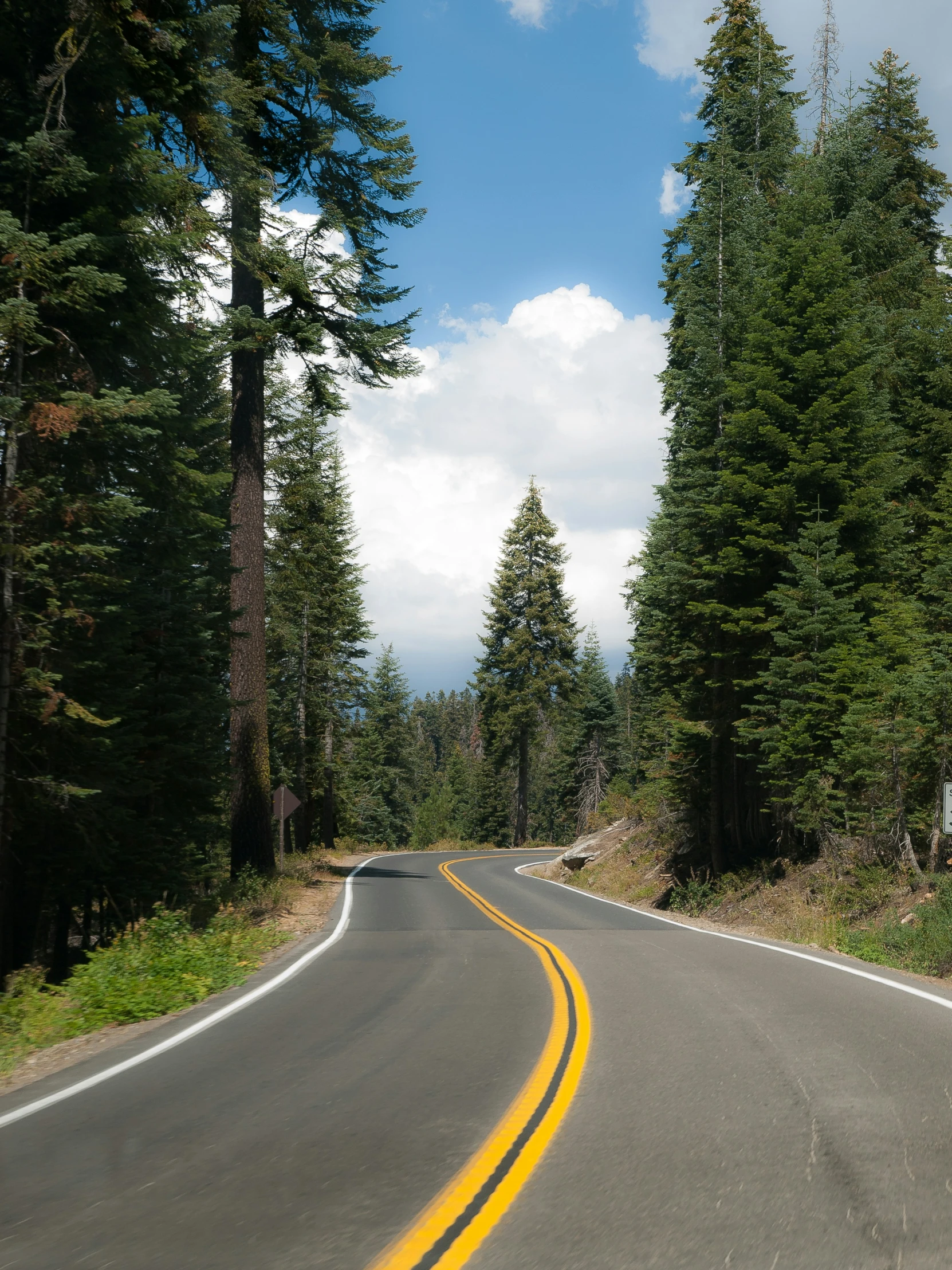 a long yellow road curves through a green wooded area