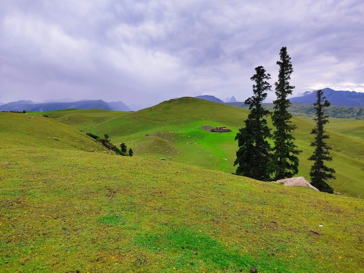 an open green field covered in grass and a tree