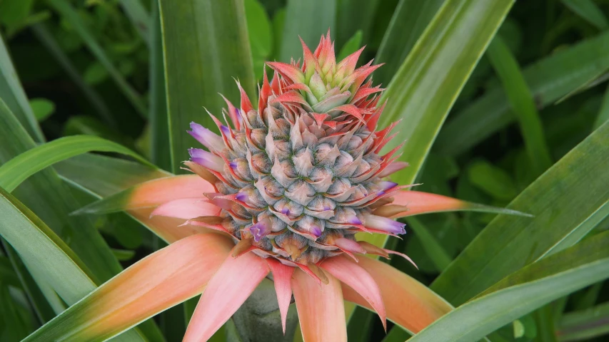 the exotic fruit is in bloom next to grass