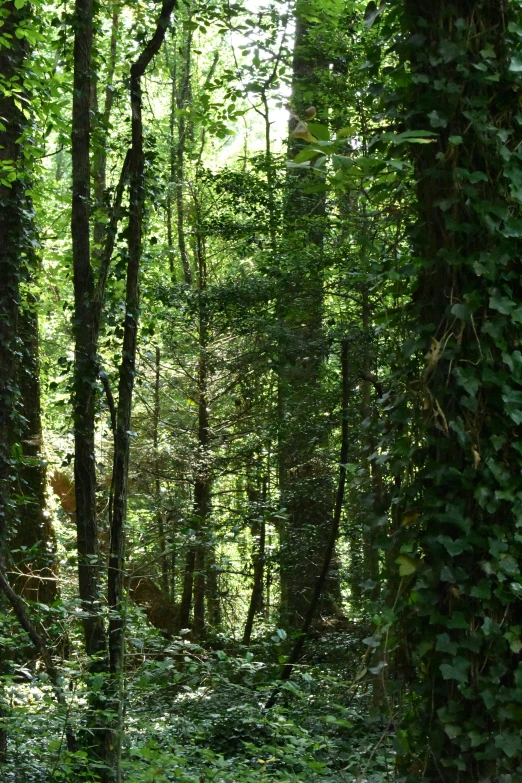 the trees and vegetation are all covered in vines