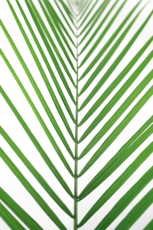 a palm leaf has long thin thin lines