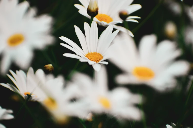 there is a picture of some white flowers with yellow centers