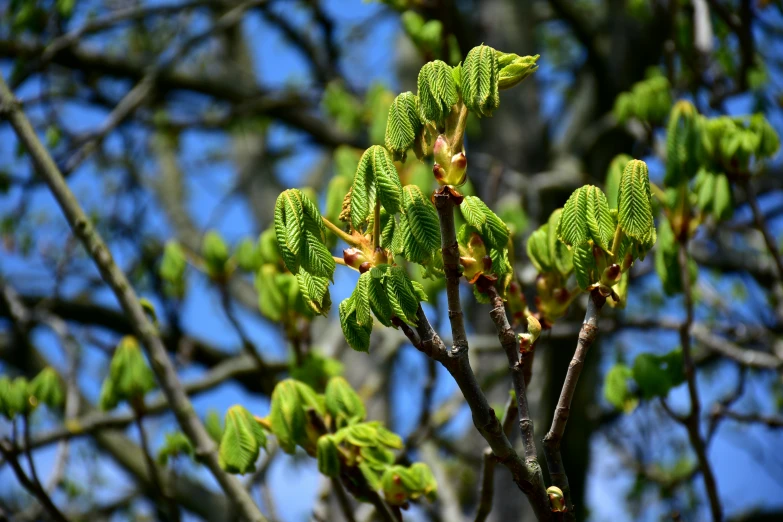 the green leaves are still on the nch