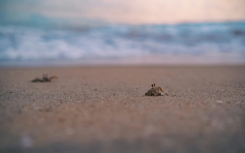 small crab walking on the sand at the beach