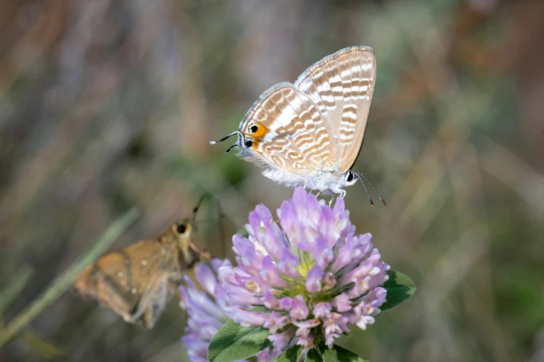 two erflies on some flowers in the grass