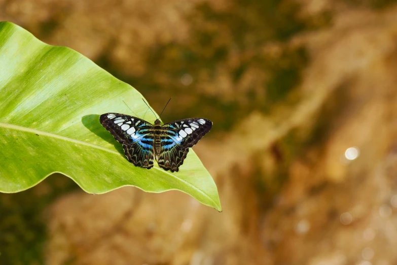 a black and blue erfly on a green leaf