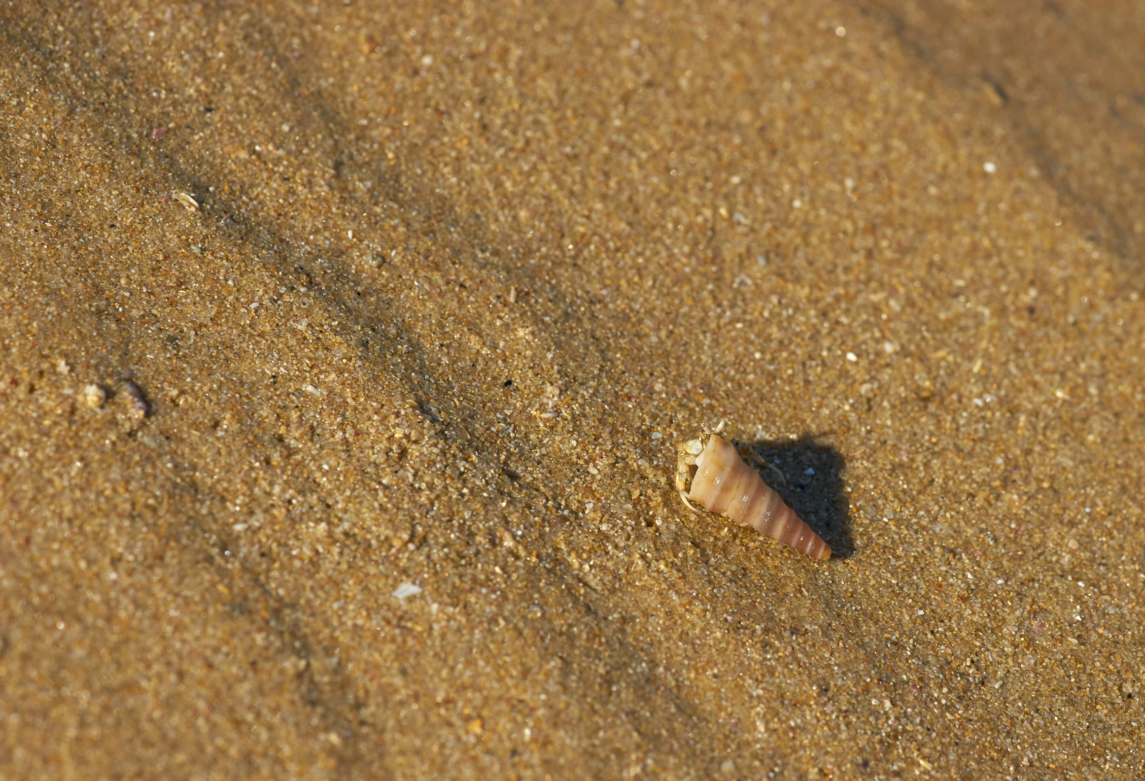 some sort of shell on some beach sand