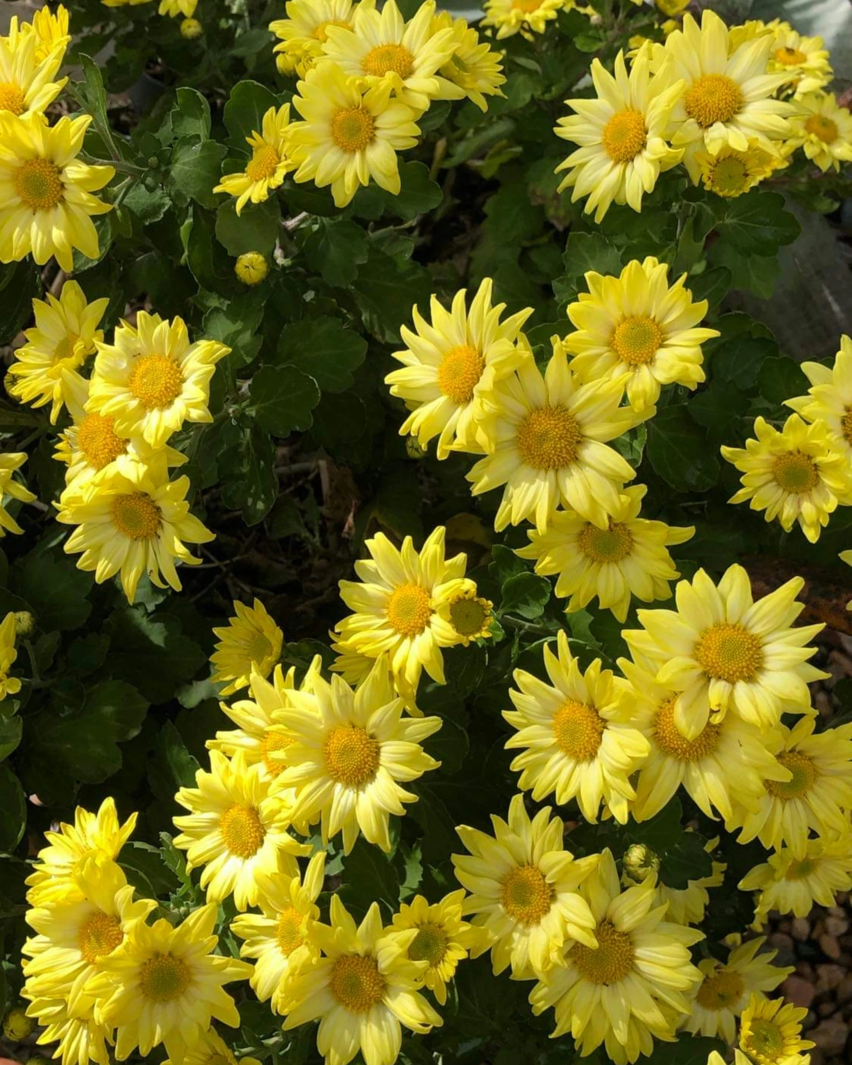 a bunch of yellow flowers are blooming