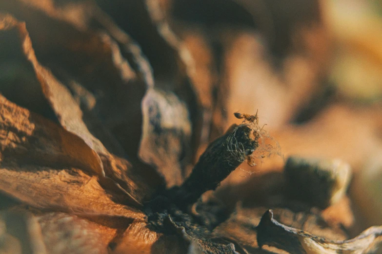 a blurry po of a dead flower