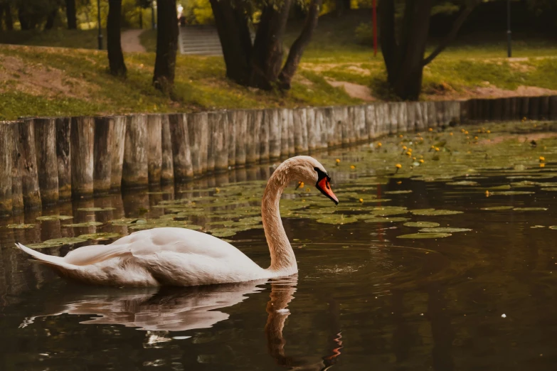 a swan is floating in the water and its reflection is on the water