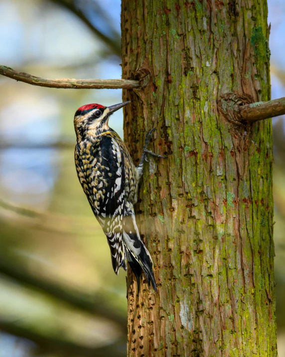 a small bird is perched on a tree limb