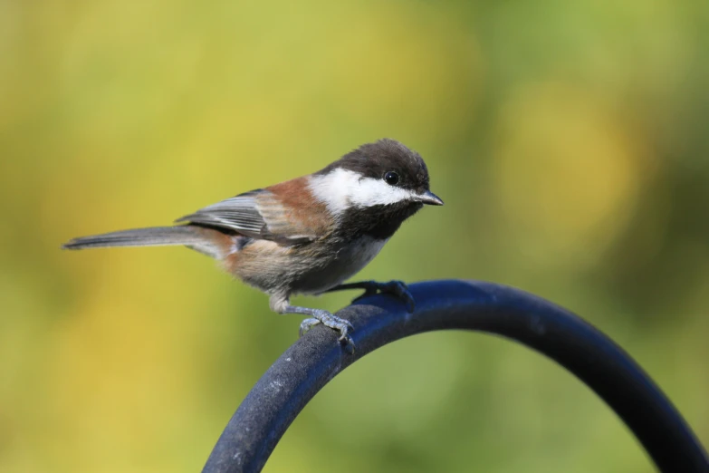 a small brown bird is on a metal post