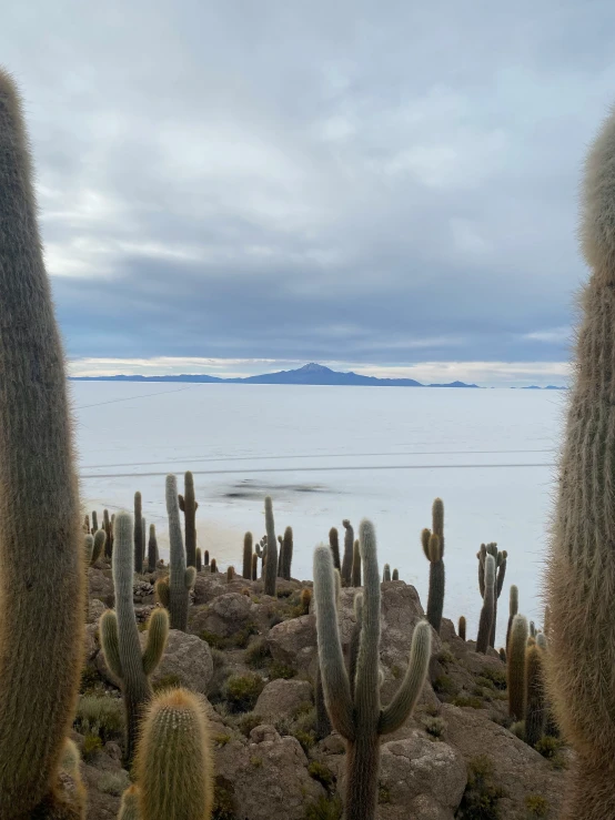 several cacti are near the water in the day