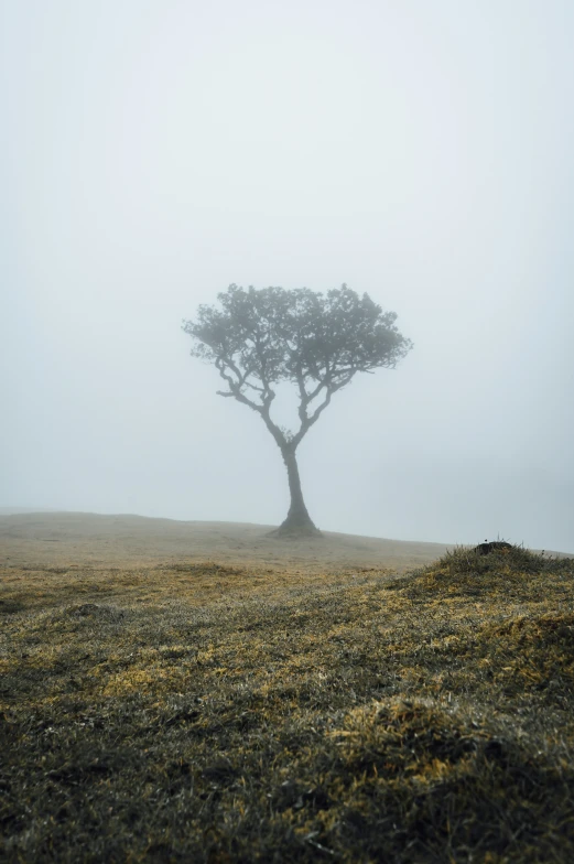 lone tree standing in the fog on a hilltop