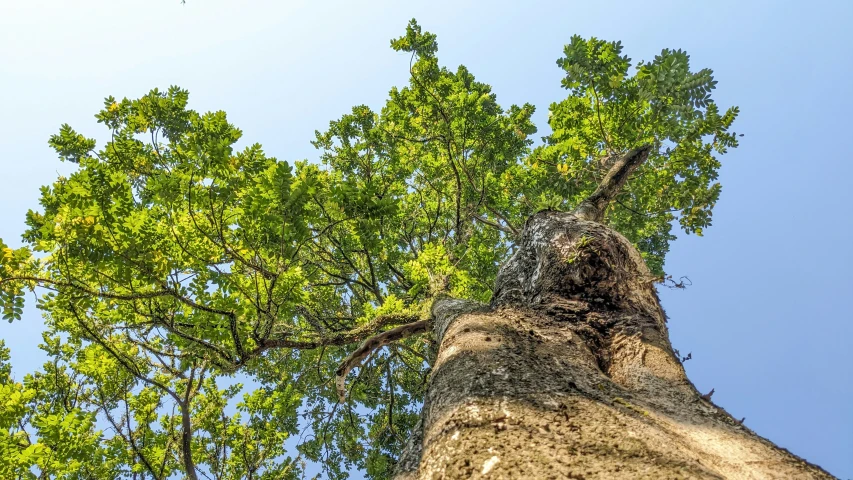 an old tree trunk with several large leaves